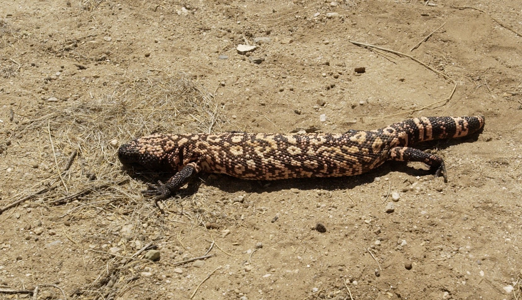 Southern Arizona Gila monsters